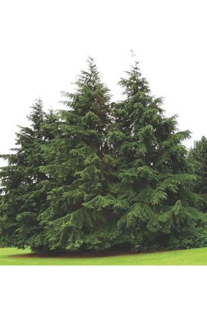 Хвойне дерево Тсуга канадська з рівномірною формою.